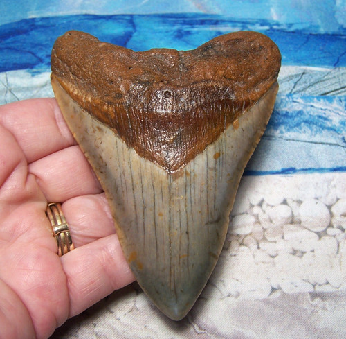Megalodon shark tooth - tooth, 3