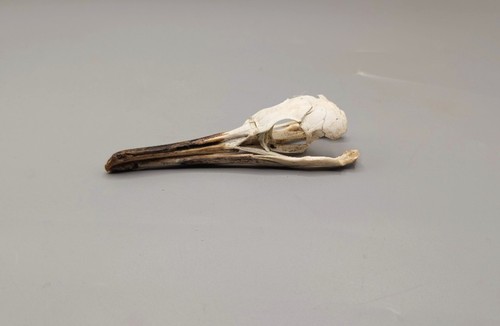 Skulls bones taxidermy - skulls,,