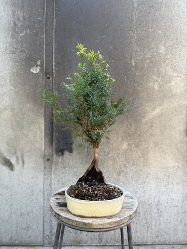 Taxus baccata yew bonsai tree - taxus,