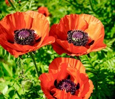 1400x Poppy Papaver Orientale