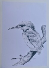 Pencil Sketch Drawing