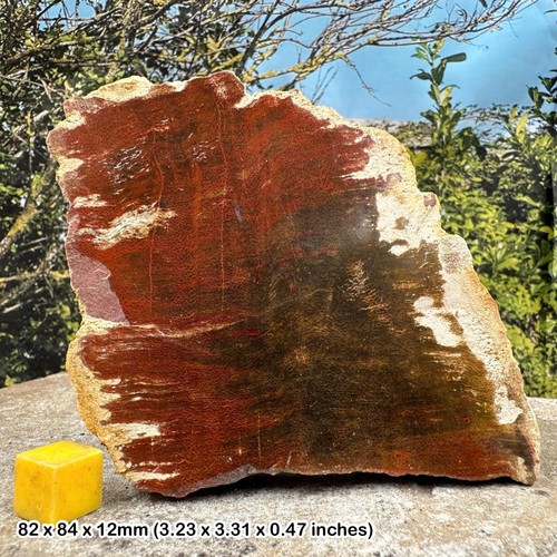 Polished tree petrified wood