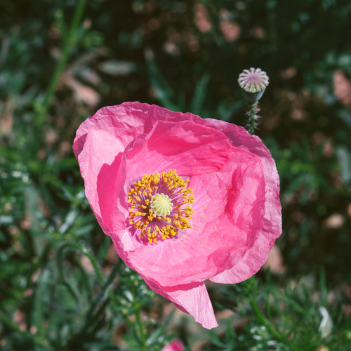 Papaver champagne bubbles - papaver,