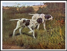 POINTER DOGS AT WORK LOVELY