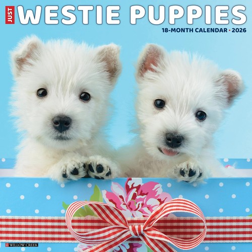 Westie puppies 2026 12 - 2026, x