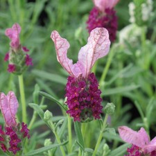 French Lavender 'Lavita Pink' Medium Plug Plant x 4. Borders. Aromatic perennial