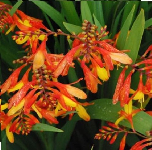 Flower crocosmia mixed - flower,