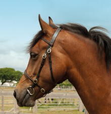 Windsor leather hand horse - windsor,