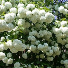 Viburnum plant opulus roseum - plant,
