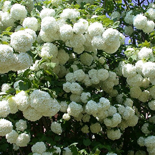 Viburnum plant opulus - viburnum,