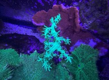 ⚠️🟩Neon Green Kenya