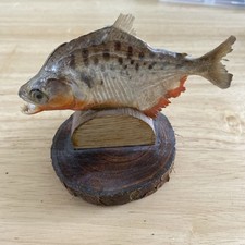 Vintage Taxidermy Piranha