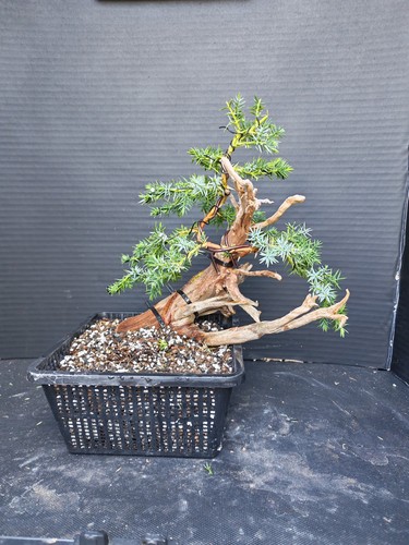 Tanuki needle juniper bonsai - needle,