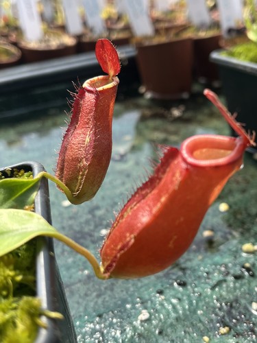 Nepenthes tropical pitcher - tropical,