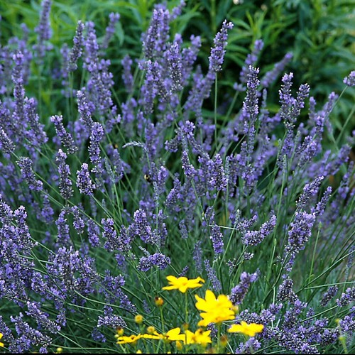 Live english lavender - 4,