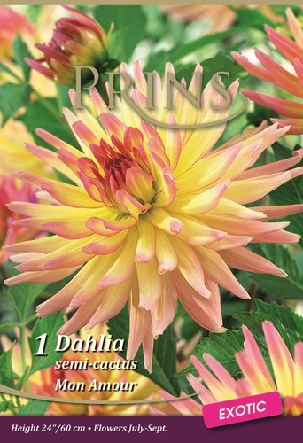 Dahlia decorative mon - decorative, amour'