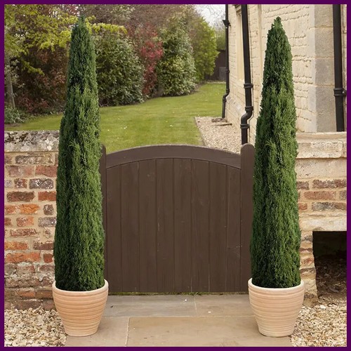 Italian cypress tree - cypress, x
