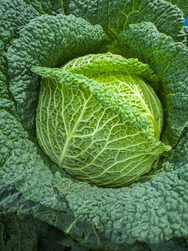 Cabbage seeds savoy vertus - vertus,