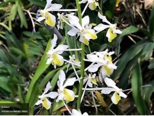 Rare Vanda lamellata alba orchid plant  FS , not in bloom
