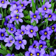 Sisyrinchium Plug Plants