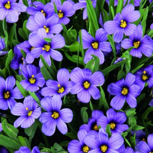Sisyrinchium plug plants - sisyrinchium,