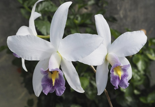 Cattleya laelia anceps var - cattleya,