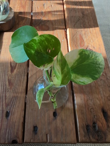 Two small golden - small, pothos