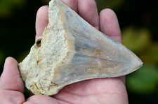 Mega megalodon shark - mega,