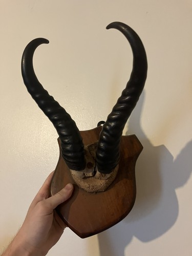 Antique taxidermy horns skull - antique,