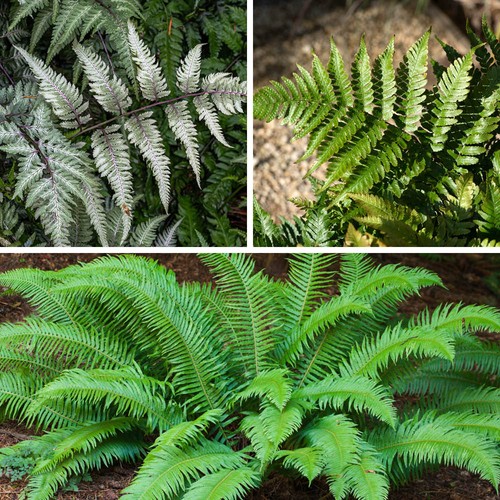 Colourful hardy fern - hardy,