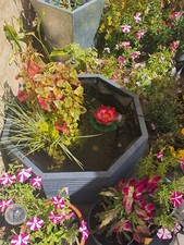 Raised Garden Pond Aquatic