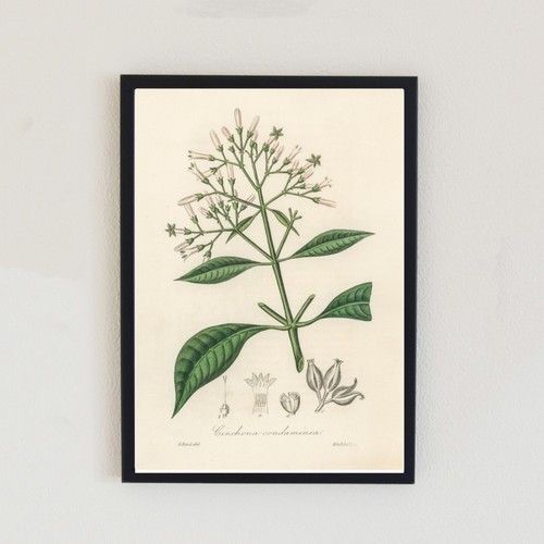 Vintage flower 1836 - vintage,