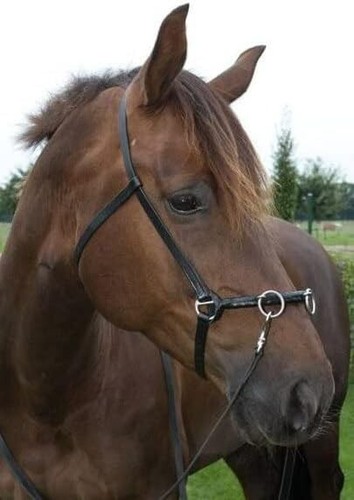 Real leather academic - leather, lunging