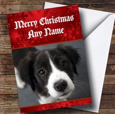 Border Collie Puppy Dog