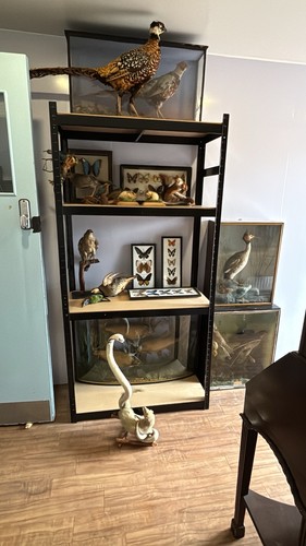 Collection old taxidermy - of,