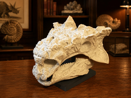 Ankylosaurus skull white - ankylosaurus,