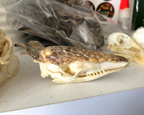 Band armadillo skull - band,