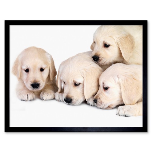 Puppy puppies baby golden - puppies,