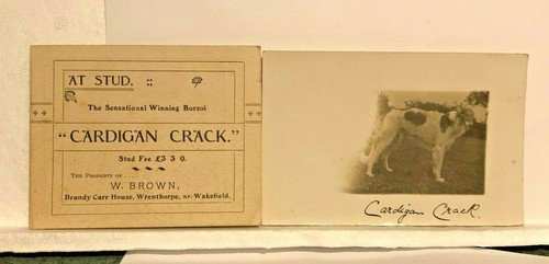 1914 prize winning borzoi dog - winning,