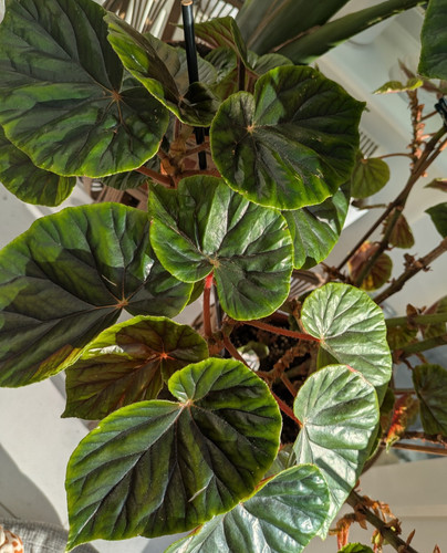 Cane begonia thurstonii - cane,