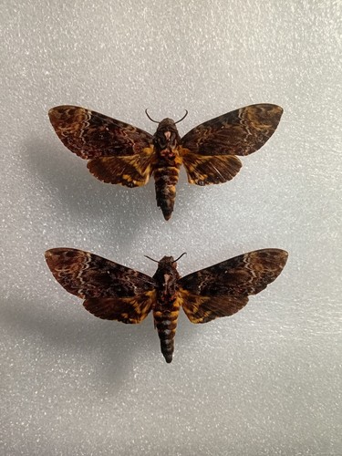 Greater death head hawk - death,