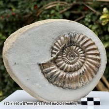 4 Inch Androgynoceras Fossil