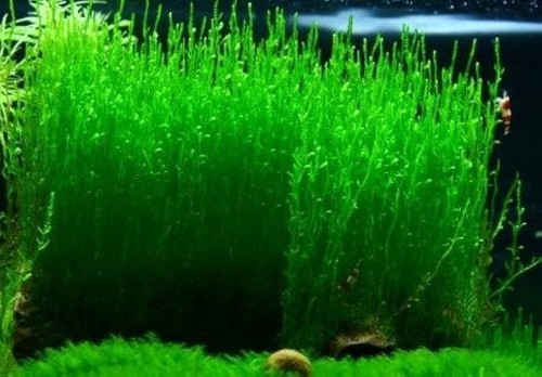 Flame moss taxiphyllum - flame,