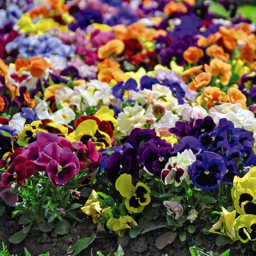 Pansy matrix mixed - matrix, garden