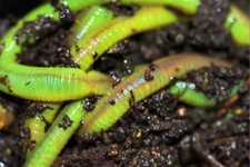 Green Canadian Nightcrawlers