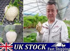 Rare Luxurious Japanese White Strawberry Seeds  ‘Yuki Usagi’ Rich Aroma