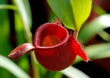 NEPENTHES AMPULLARIA RED - CARNIVOROUS PLANT, 10 SEEDS