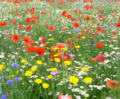 Wild flower seeds meadow mix - flower,