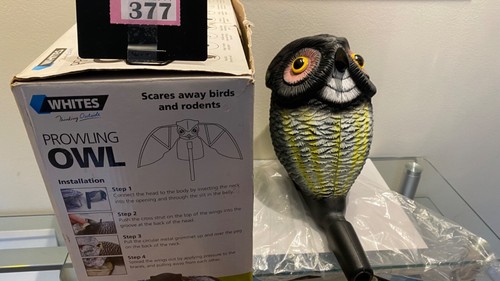 Whites prowling owl bird - whites,