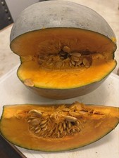 Winter Squash Crown Prince